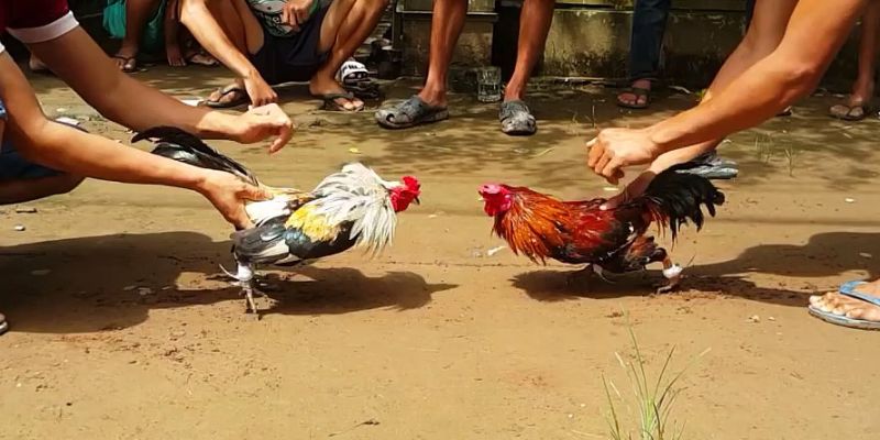 Hôm Nay Đá Gà Màu Nào Mạnh Nhất 30/11/2025? Bí Mật Từ Jun88 5 Quan sát kỹ sẽ thấy rõ màu lông nào đang chiếm ưu thế